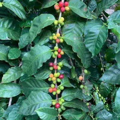 01 ANTHEA CAFÉ planta de café